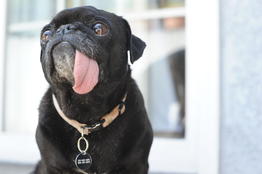 Joey's got four of these: Pug Life